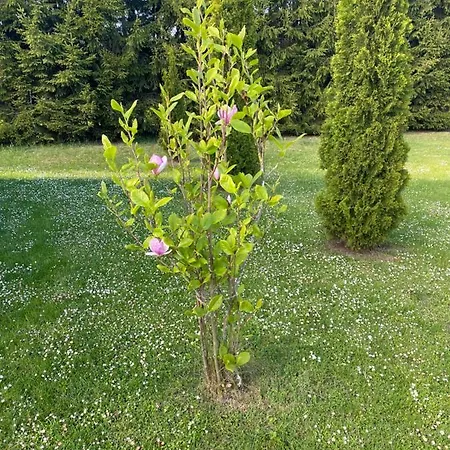 Zdorkowo Harsz